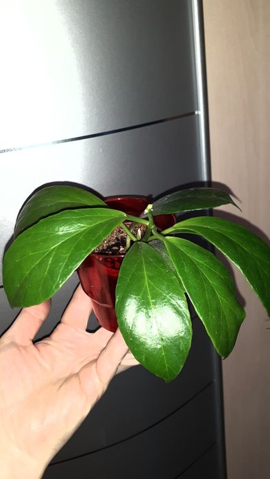 Хойи разных сортов  Растения Цветы