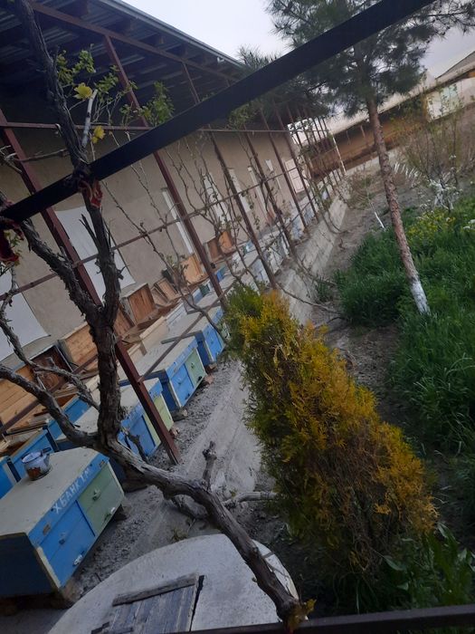 Asalari oilasi sotiladi 4 va 5 ramka