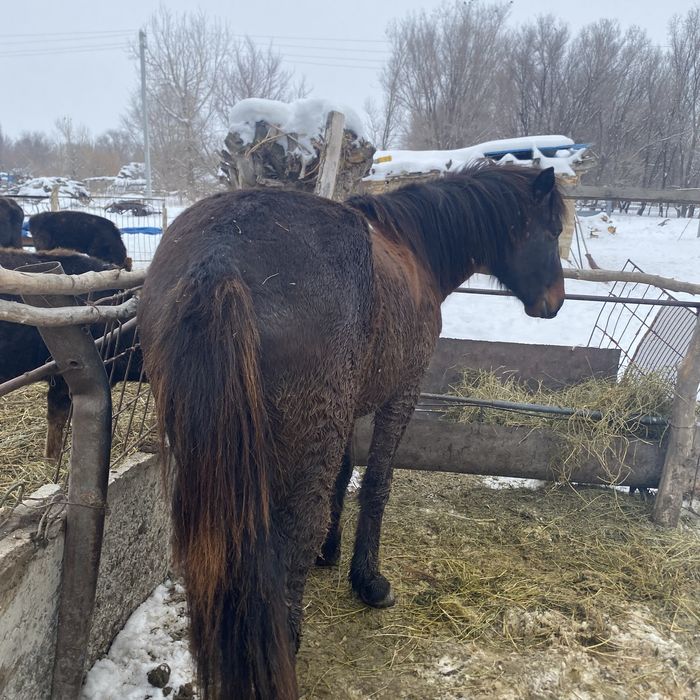 Жылқы айғыр байланған