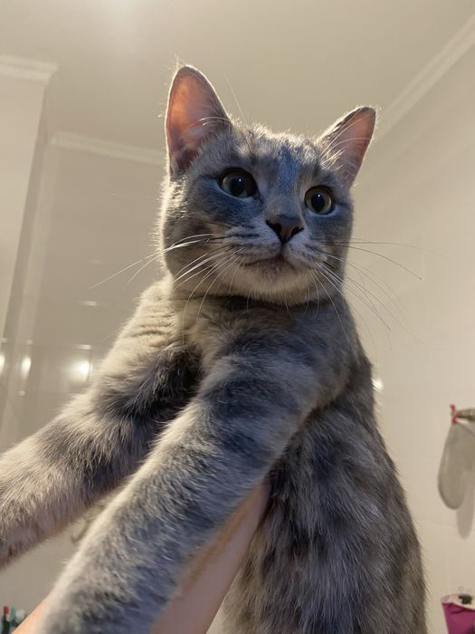 Котик молодой ищет дом