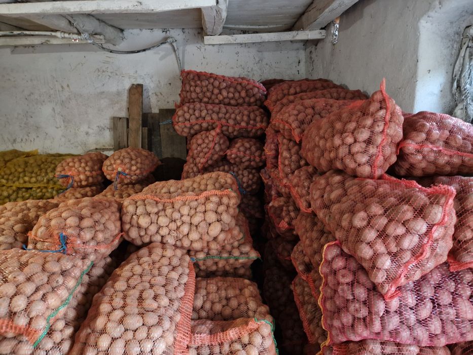 Cartof pentru samanta Bellarosa, Carrera