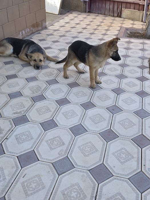 Овчарка девочка .