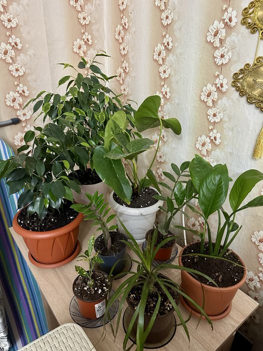 Продам комные цветы.