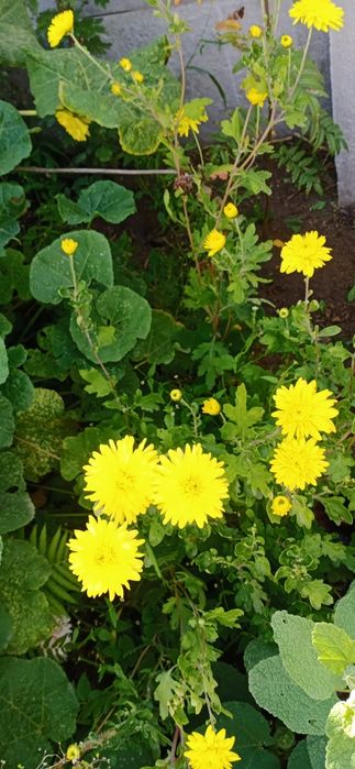 Продам цветы  многолетники