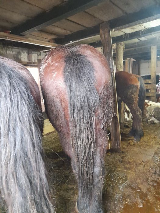 Mânza  si mânz de vânzare