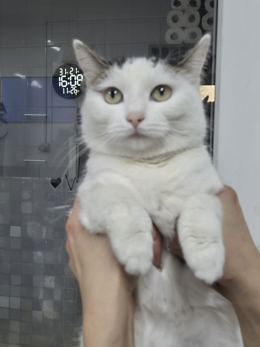 Кошечка срочно ищет дом!