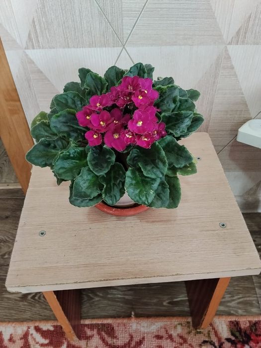 Комнатные цветы продам