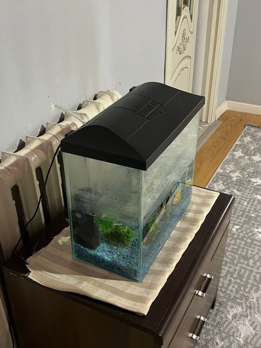 Аквриум сатылады Жаңа