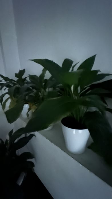 Продам комнатные цветы.