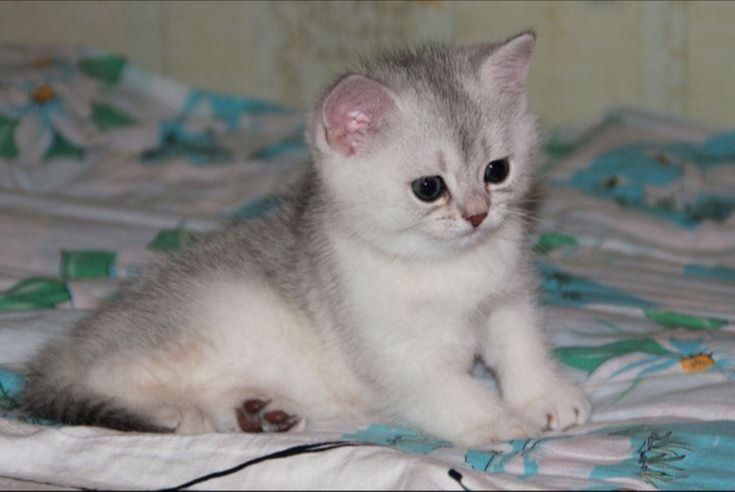 Британска късокосместа