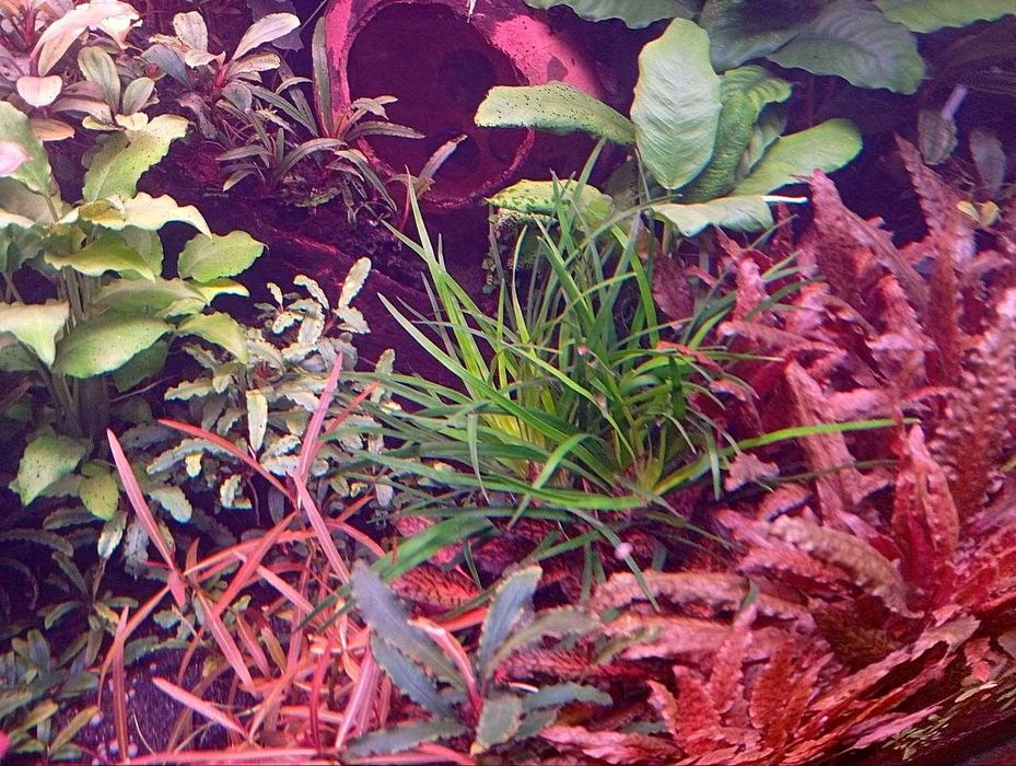 Эриокаулон Вьетнам (Eriocaulon sp. Vietnam) . Аквариумное растение