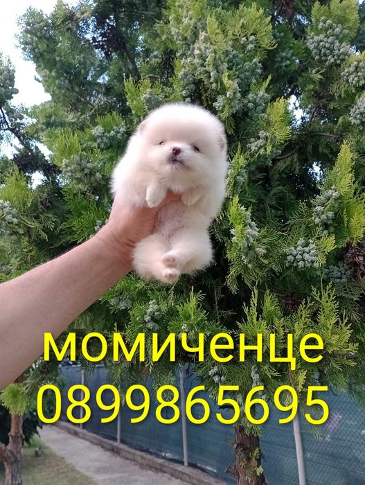 Померани. Различни възрасти!