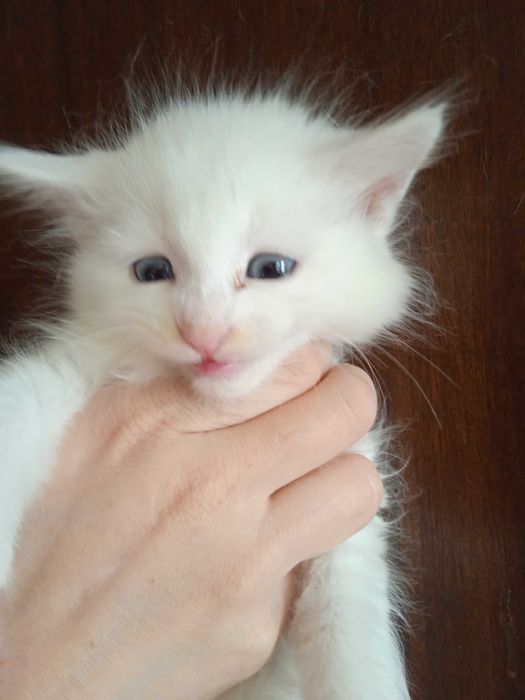 Белая голубоглазая девочка турецкой ангоры, 2 месяца.