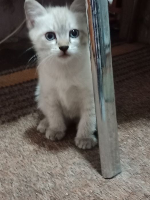 Отдам в хорошие руки