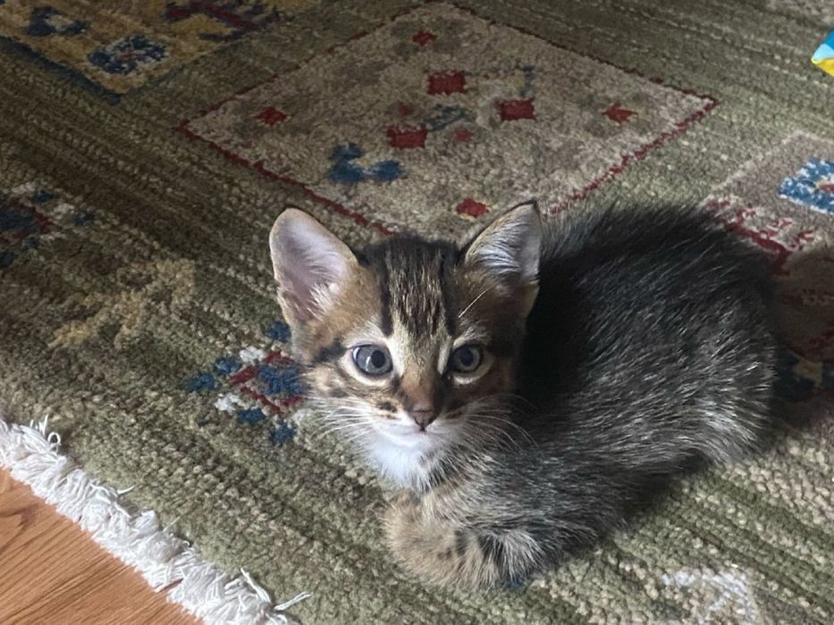 Отдам котят в добрые руки