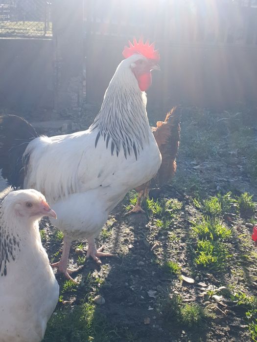 Cocosi sussex, australorp, new hampshire, marans