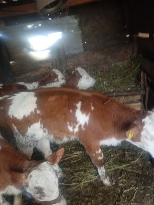 Vitei de  vânzare masculi