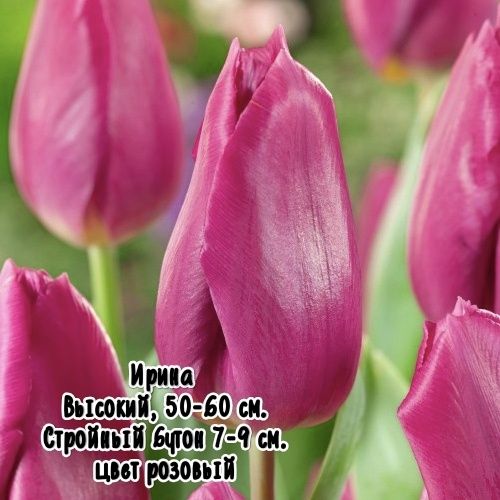 Тюльпаны к 8 марта