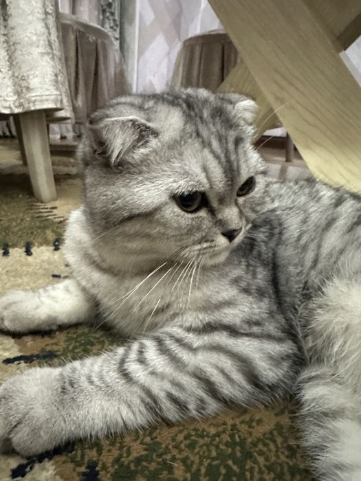 Скотиш фолд 5 месяцев