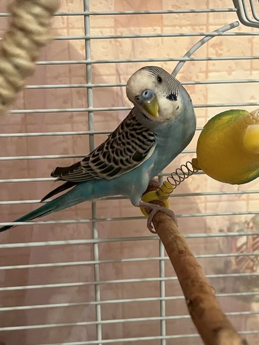 Волнистые попугаи и кореллы