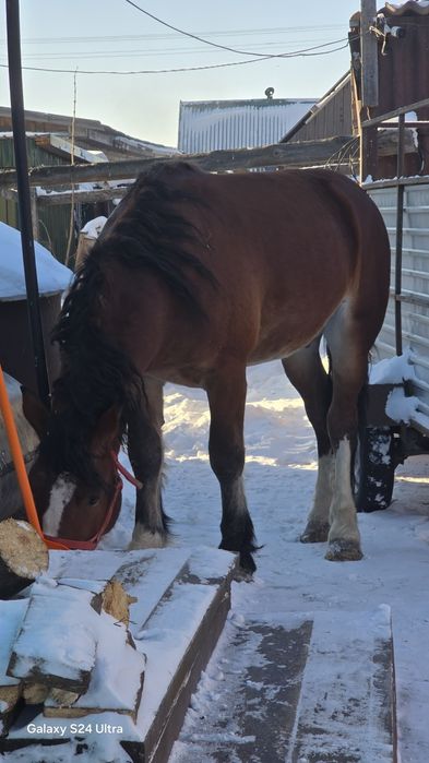 Продам жеребца 2.5 года тяжеловоз,ТОРГ НЕ УмеСТЕн!!!