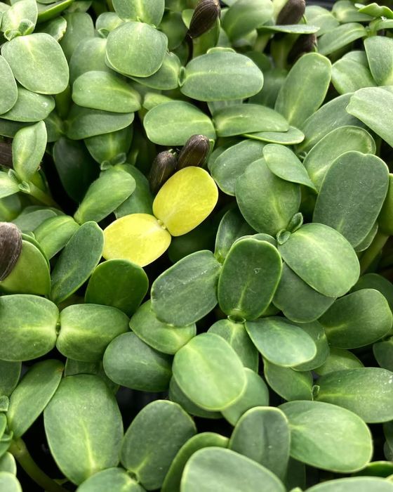 Vând microplante crescute bio