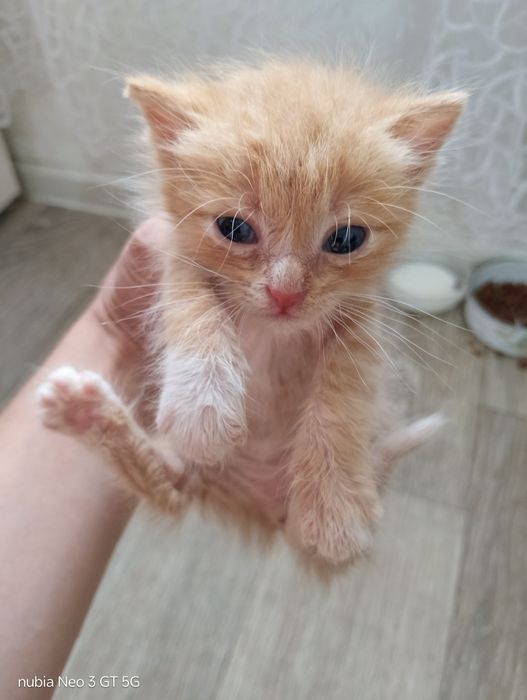 Отдам даром котят