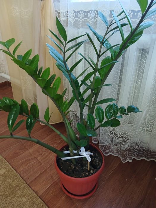 Цветы живые комнатные