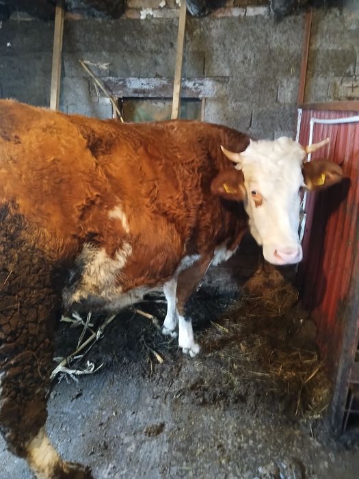 Junincă la prima fătare