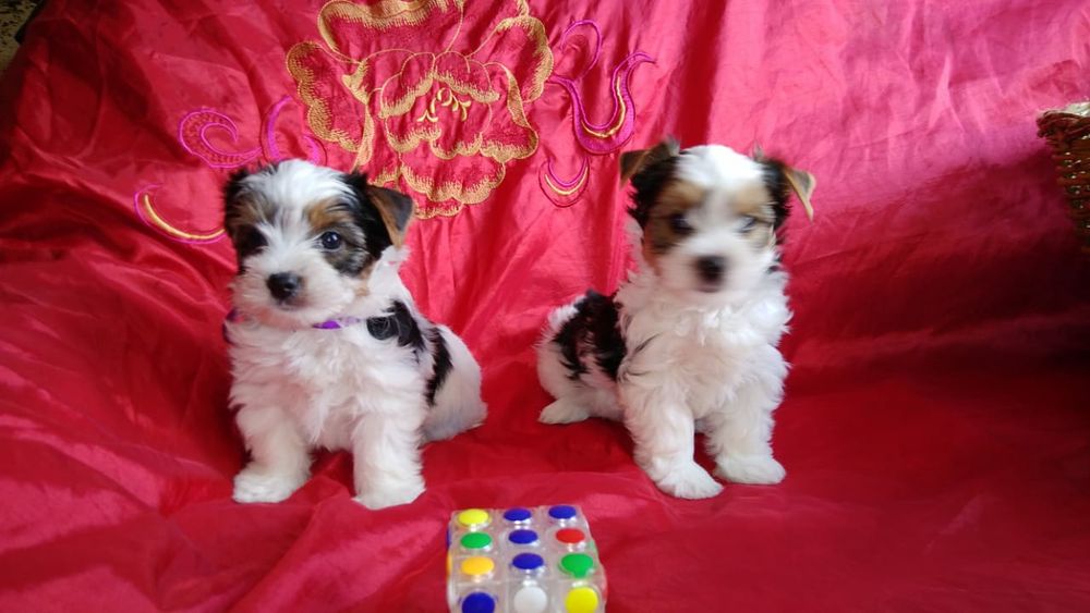 Продам щенков Бивер йорк