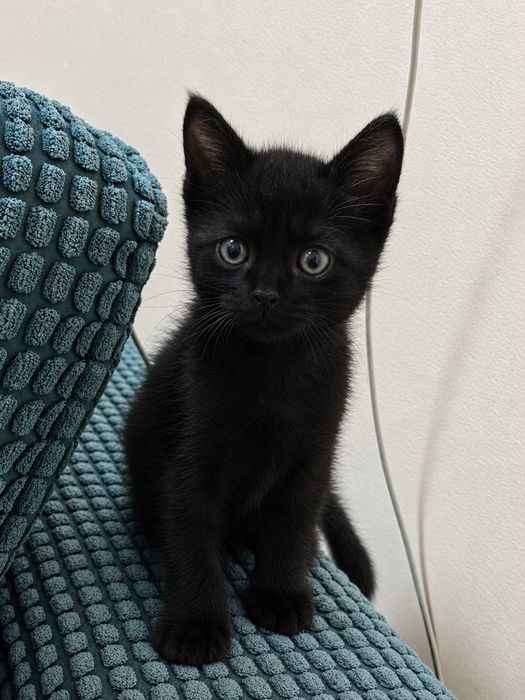 Котенок,Мальчик,1.5 месяца