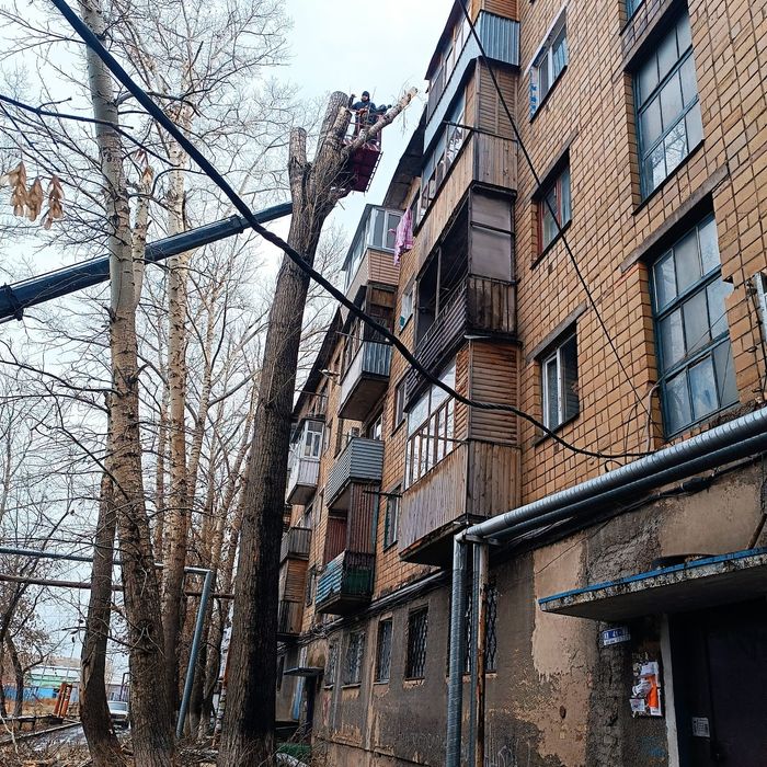 Спил деревьев спил дерева