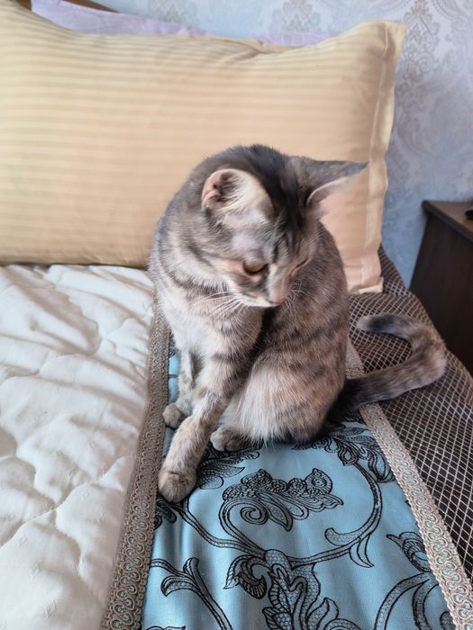 Ищем дом кошечке