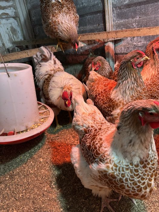 Инкубационное яйцо