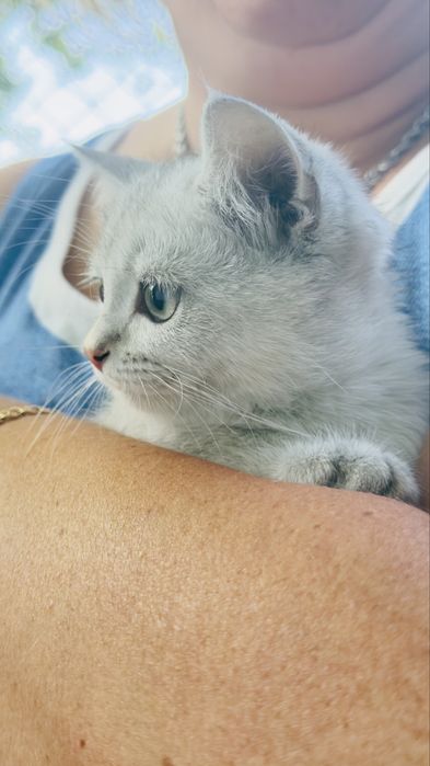 Котенок мальчик шиншил