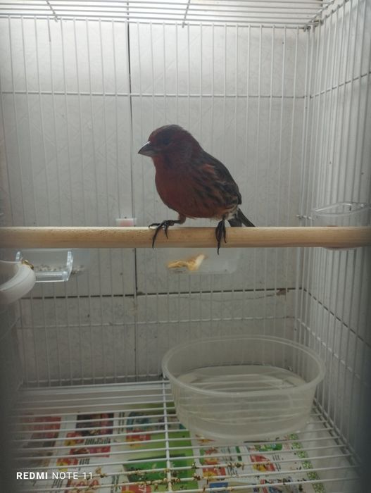 Красный черный мазайка сотилади. Нар