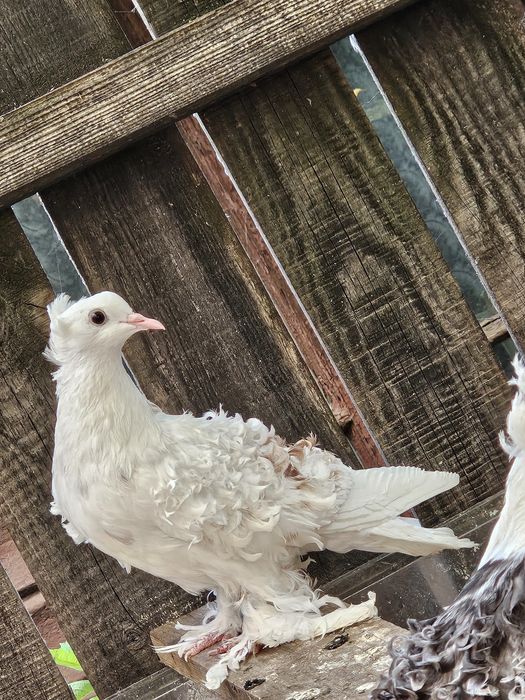 Vând porumbei diferite rase ornament