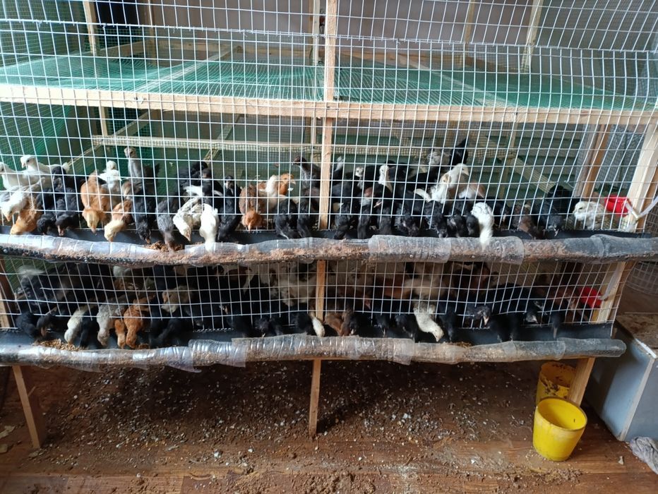 Жужалар сотилади