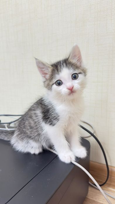 Котёнок в хорошие руки