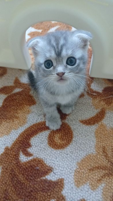Котята британцы вислоухие