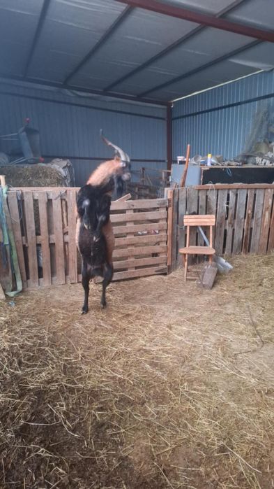 Vand tap alpin francez