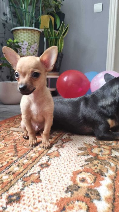 Русский той-терьер