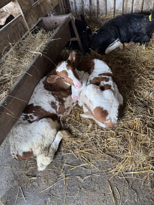 De vanzare taurasi si vitele