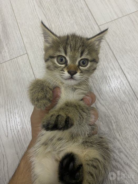 В хорошие руки котенка 1 месячнего