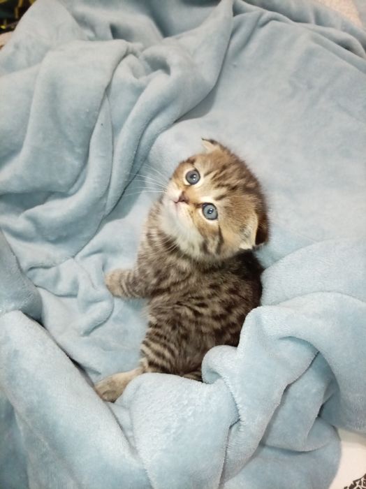 Scottish Straight Fold