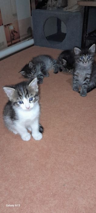 Отдаём котят в хорошие руки