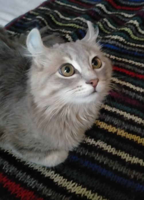 Американскиц кёрл.    Супер-цена.