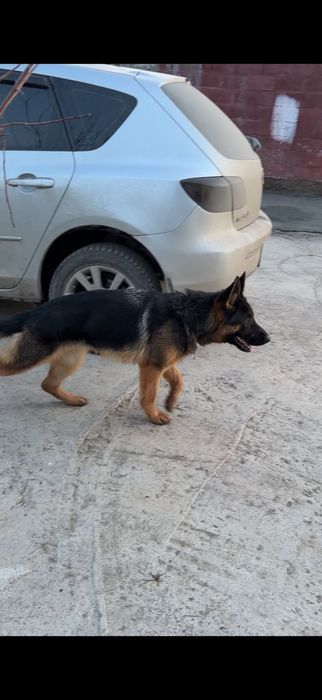 Срочно продам немецкую овчарку