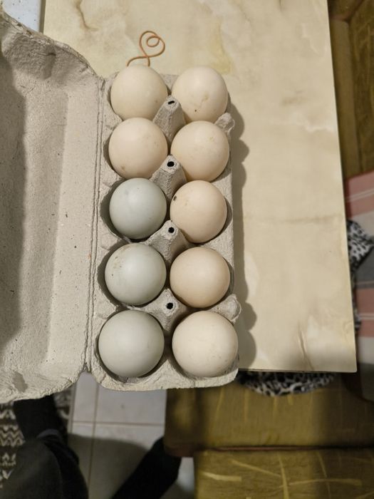 Ouă  proaspete de rață bio