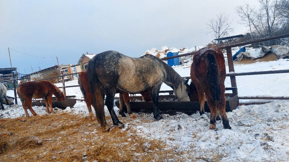 Продам жерёбых кобыл
